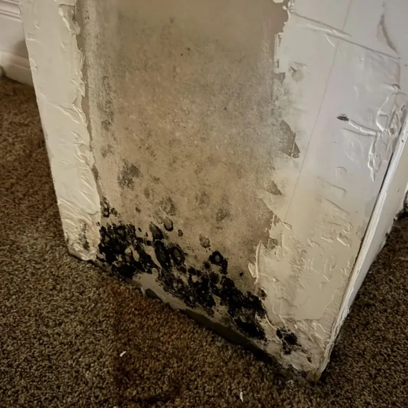 Professional Mold Removal in Bowling Green, KY